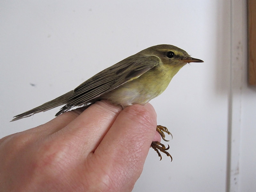 Willow Warbler, Sundre 20100819